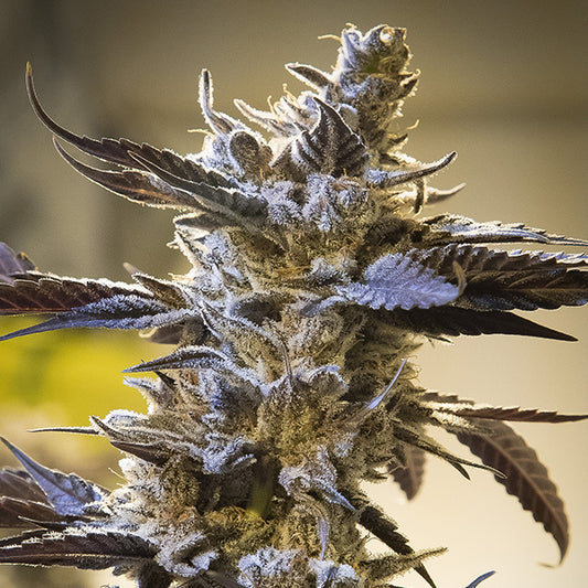 Auto Ghost Train OG 3 pz High Speed Buds