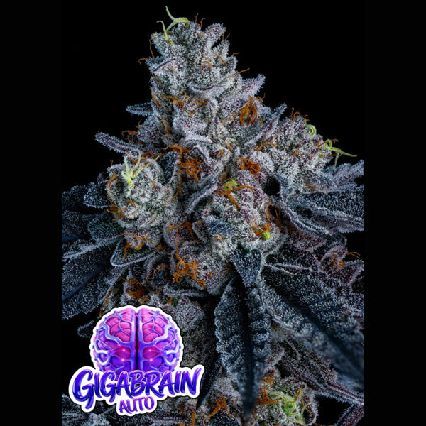 Auto Giga Brain 5 pcs. fem Anesia