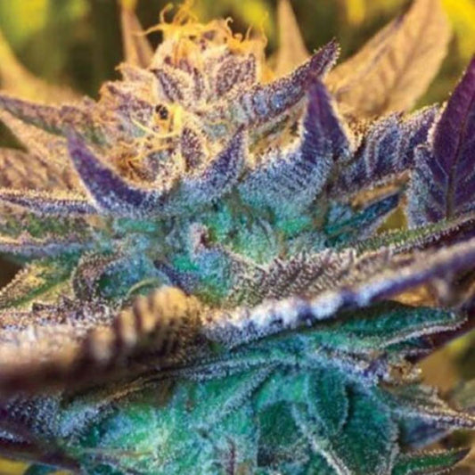 Auto Girl Scout Cookies 15 pcs. fem. Garden of Green Seeds