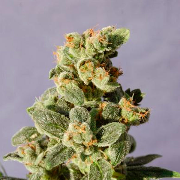 Auto Gnomo 1 pz. fem. Kannabia Seeds