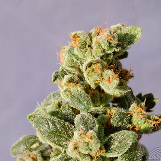Auto Gnomo  5 u. fem. Kannabia Seeds