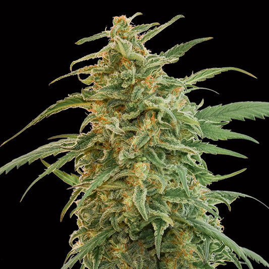 Auto Gorilla 100 u. fem. 00 Seeds