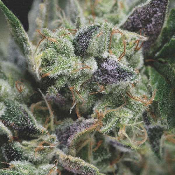 Auto Gorilla 3 pz. fem. Pyramid Seeds