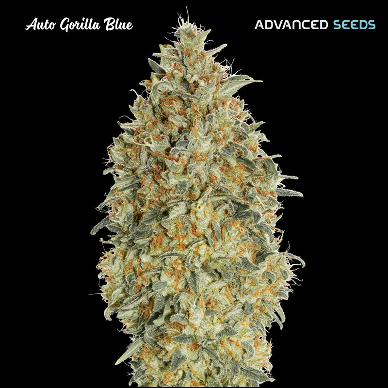 Auto Gorilla Blue 25 pcs. fem Advanced Seeds