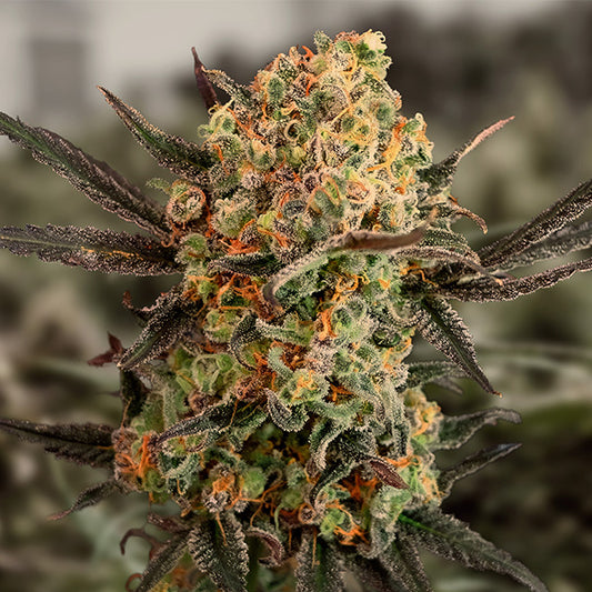 Auto Gorilla Cookies 25 unità High Speed Buds