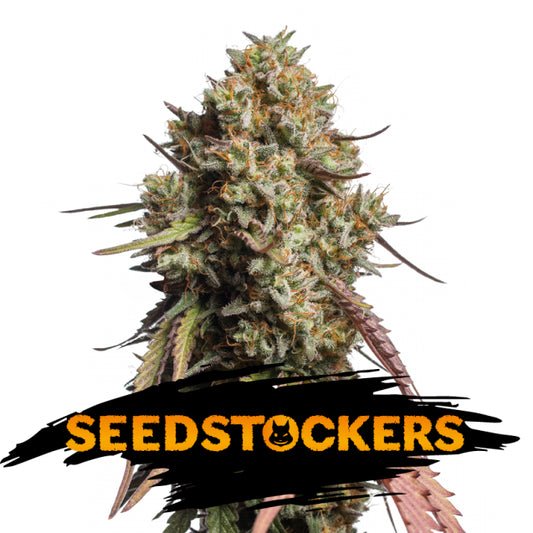 Auto Gorilla Cookies fem. 1 pz. Seedstockers