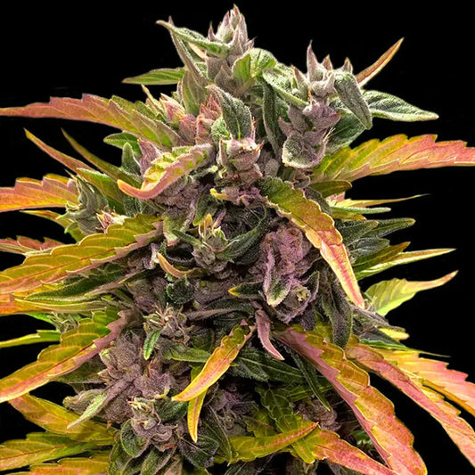Auto Gorilla Glue  3 u. fem. Barney's
