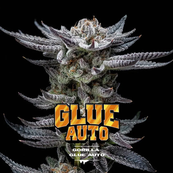 Auto Gorilla Glue  4 u. fem BSF Seeds