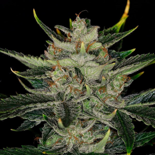 Auto Gorilla King   1 pz. fem. Kannabia Seeds