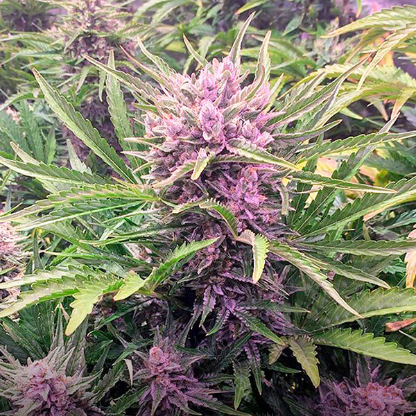 Auto Gorilla Zkittlez 5 u. fem. Barney's
