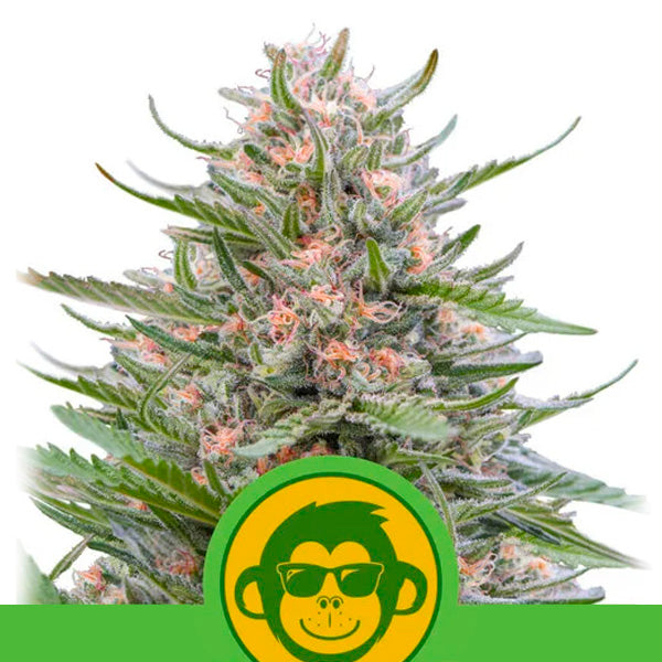 Auto Grape Ape  1 u. fem. Royal Queen