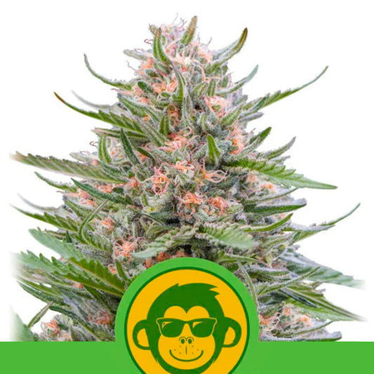 Auto Grape Ape 10 u. fem. Royal Queen