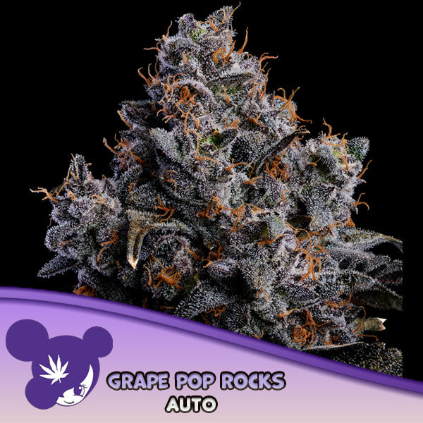 Auto Grape Pop Rocks  3 u. fem Anesia