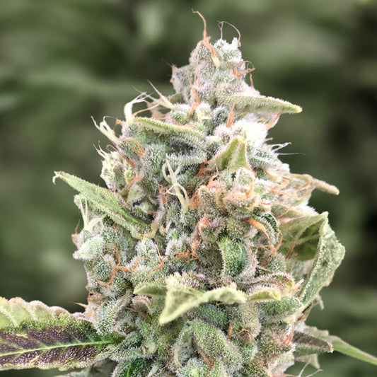 Auto Grateful Dead   3 ud High Speed Buds