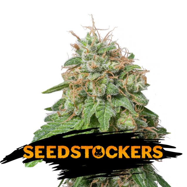 Auto Green Crack fem. 3 pz. Seedstockers