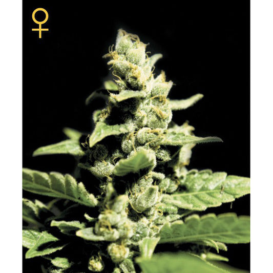Auto Green-o-Matic 5 pcs. fem. Green House