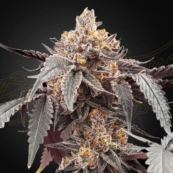 Auto Guava x Auto Gelato 41 - 5 pc. fem. Green House