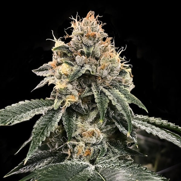 Auto HG23 - 3 u. fem. DNA Genetics