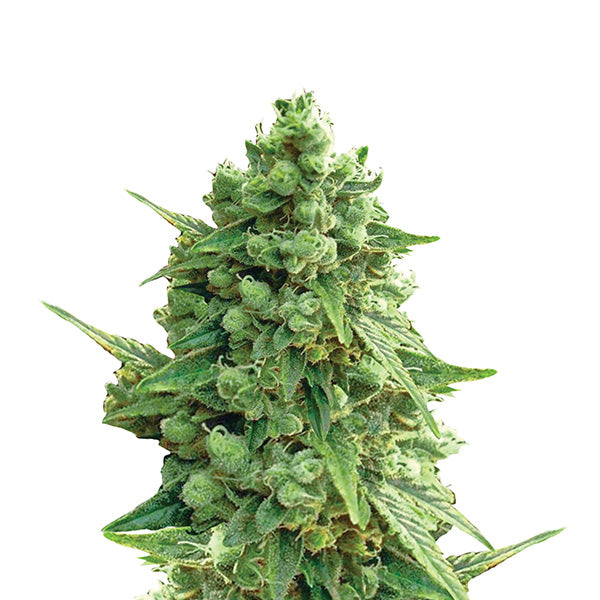 Auto Hawaii Maui Waui 5 semi fem. Nirvana