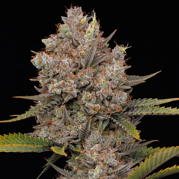 Auto Hella Jelly  5 u. fem Humboldt Seeds Company