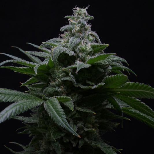Auto Hibiscus  5 u. fem R-Kiem Seeds