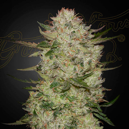 Auto HighCloudz 5 pc. fem. Green House
