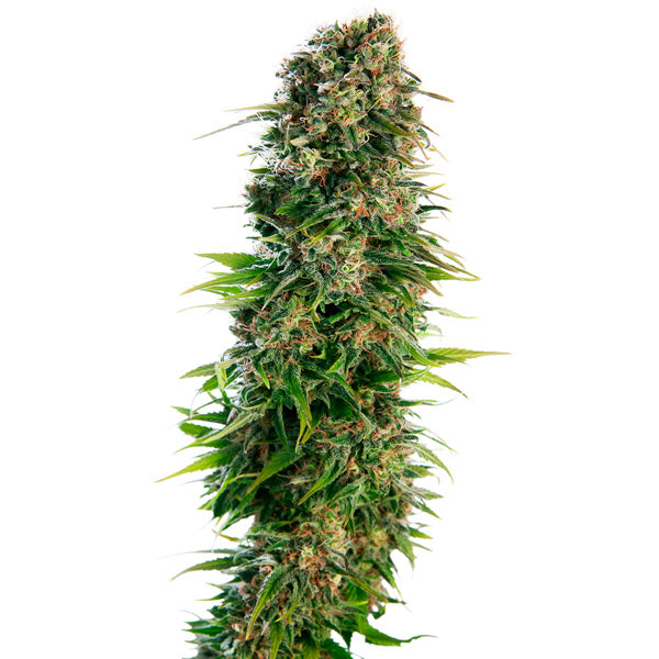 Auto Hindu Kush 10 pcs. fem. Sensi Seeds