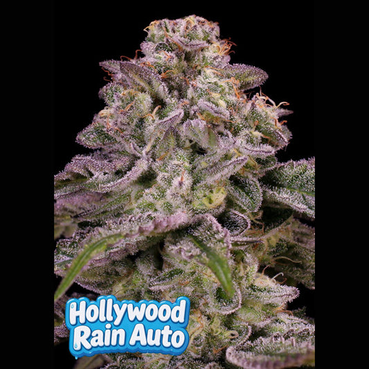 Auto Hollywood Rain 10 u. fem Anesia