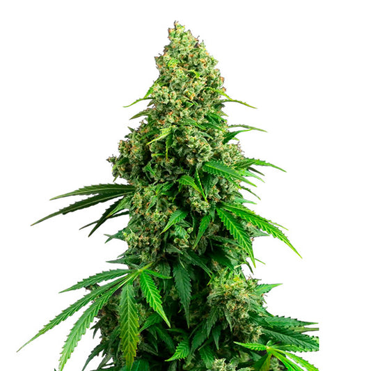 Auto Honey Melon Kush  5 u. fem. Sensi Seeds Research