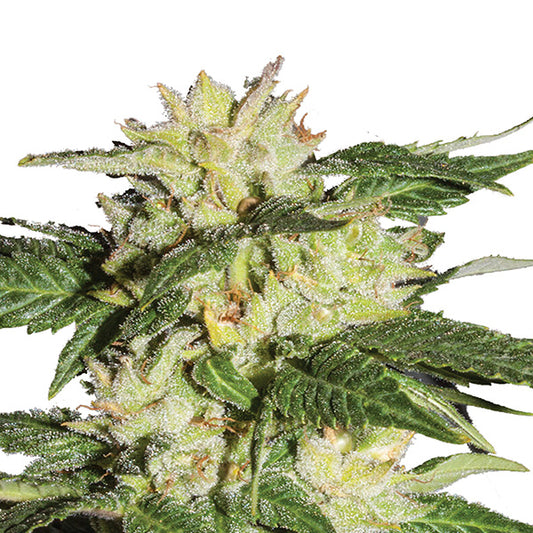 Auto Ice  5 u. fem. Nirvana