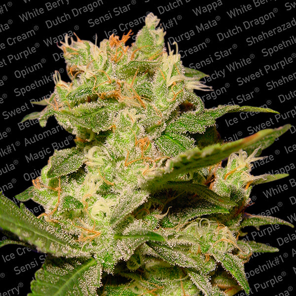 Auto Jack 3 unità fem. Paradise Seeds