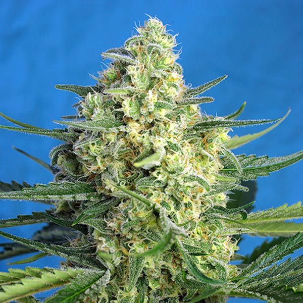 Auto Jack 47 XL 100 pcs. fem. Bulk Professionals Sweet Seeds