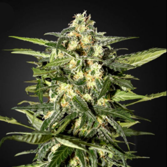 Auto Jack Herer 3 units fem. Green House
