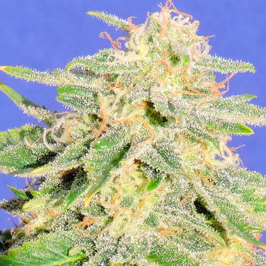 Auto Jack Herer  3 pz. femm. Original Sensible