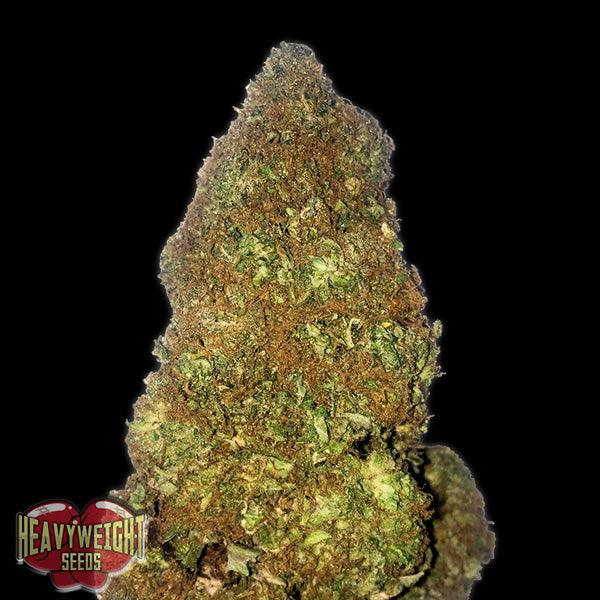 Auto Jackpot 3 u. fem. Heavyweight Seeds