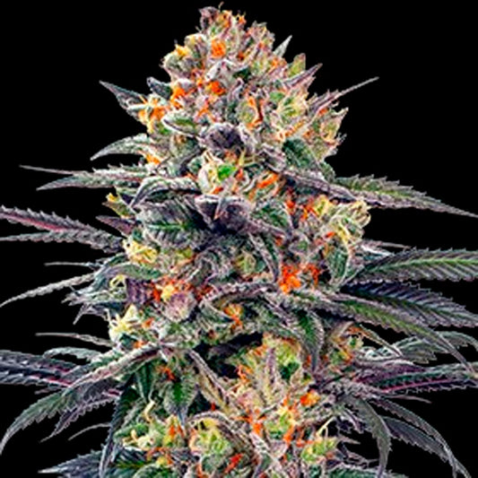 Auto Jealous Mary 5u. G13 Labs
