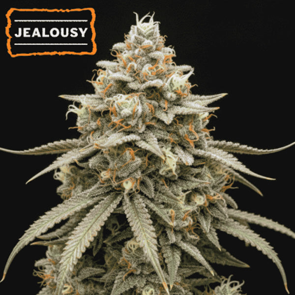 Auto Jealousy  fem.   15 u. Seedstockers