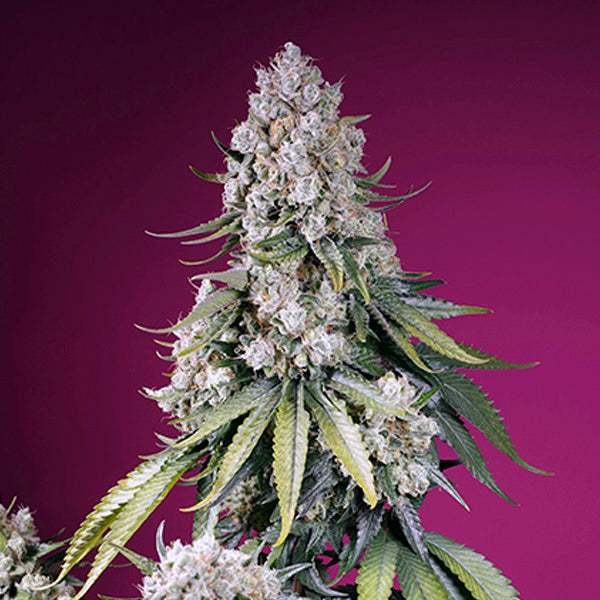 Auto Jealousy Z XL 3+1 u. fem. Sweet Seeds