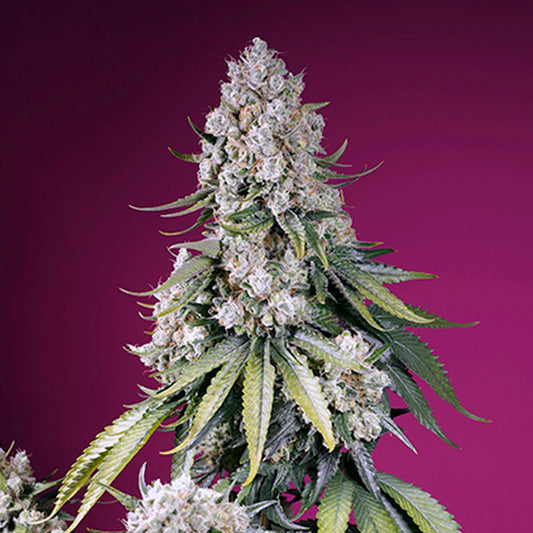 Auto Jealousy Z XL   5+2 u. fem. Sweet Seeds