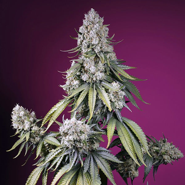 Auto Jealousy Z XL 100 u. fem. Bulk Professionals Sweet Seeds