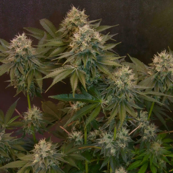 Auto Jelly Donutz 3 u. fem Humboldt Seeds Company