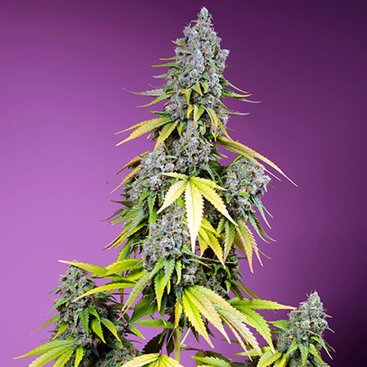 Auto Jet Fuel Mandarine XL   5+2 u. fem. Sweet Seeds