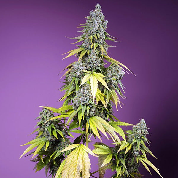 Auto Jet Fuel Mandarine XL  25 u. fem. Granel Profesionales Sweet Seeds
