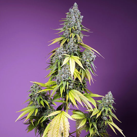 Auto Jet Fuel Mandarine XL  25 u. fem. Granel Profesionales Sweet Seeds