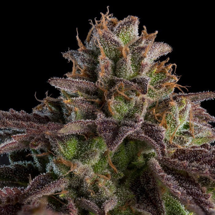 Auto K-Mintz 5 pc. fem. Ripper Seeds