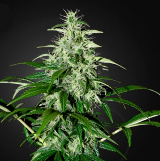 Auto Kalashnikova  5 u. fem. Green House