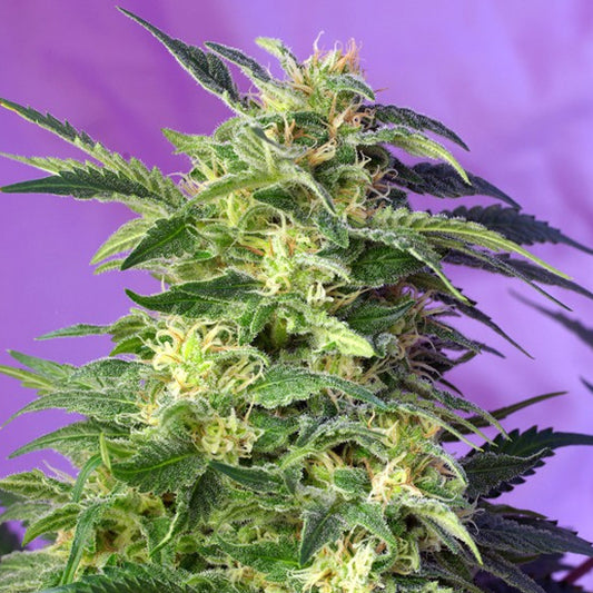 Auto Killer Kush  25 u. fem. Granel Profesionales Sweet Seeds