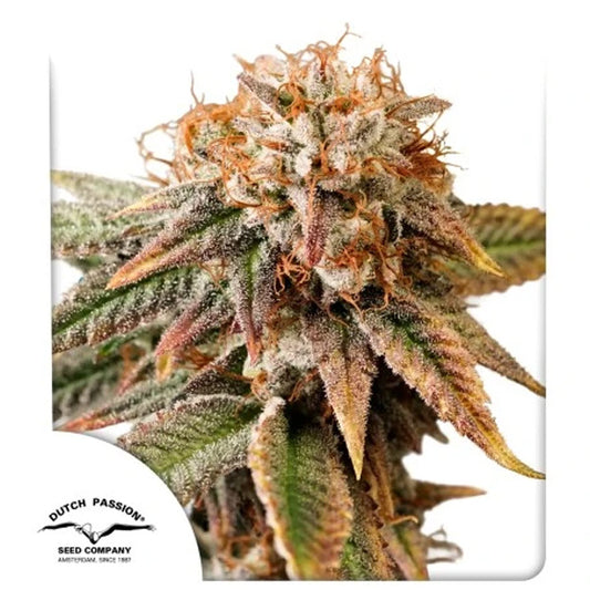 Auto Kingston Punch 1 u. fem. Dutch Passion