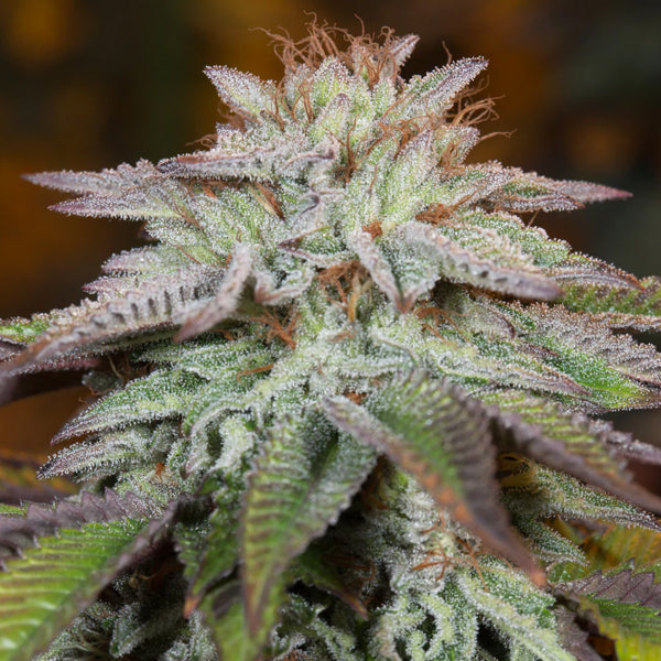 Auto L.A. Vanilla Cake 3 pc Silent Seeds