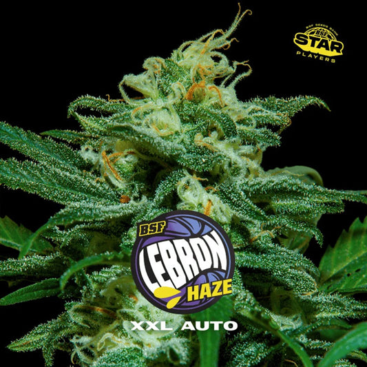 Auto Lebron Haze  XXL  4 u. fem BSF Seeds